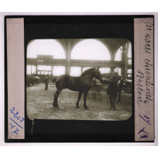 Les Races chevalines, asines et mulassières en France. Breton.