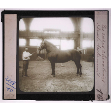 Les Races chevalines, asines et mulassières en France. Cheval boulonnais.