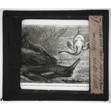 Mœurs des poissons. Poisson marcheur.