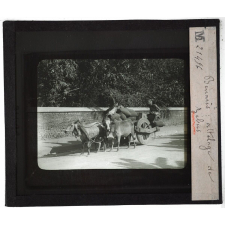 Inde. Bénarès : attelage de Zébus.