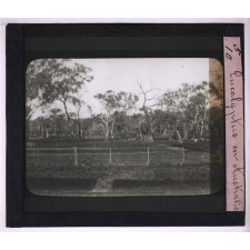 Végétation. Eucalyptus en Australie.