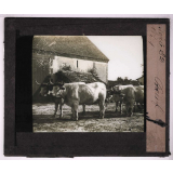 Bêtes de somme. Bœuf.