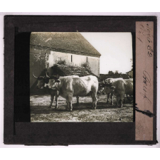 Bêtes de somme. Bœuf.
