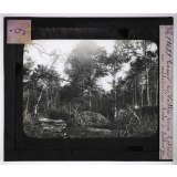Produits des forêts. Coupe de taillis sous futaie en exploitation - meule à charbon. Nièvre.