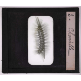 Les Insectes et les arachnides. Chenille.