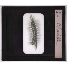 Les Insectes et les arachnides. Chenille.