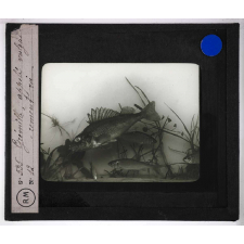 Les Poissons d'eau douce. Grémille, appelé vulgairement roi.