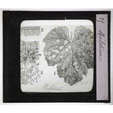 Les Plantes sans fleurs. Mildiou.