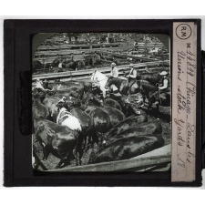Etats-Unis. Chicago. Dans les Unions stock Yards.