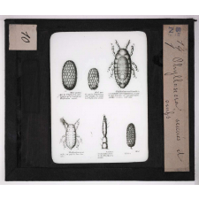 Les Insectes. Phylloxéra sexués et oeufs.