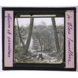 Mines et carrières. Flore houillère.
