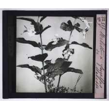 La Ramification et les inflorescences. Mélitte à feuilles de Mélisse.