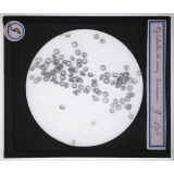 Digestion et circulation. Globules de sang humain.