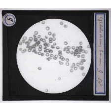 Digestion et circulation. Globules de sang humain.