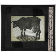 Les Principales maladies de l'espèce bovine. Mammite tuberculeuse hypertrophique.