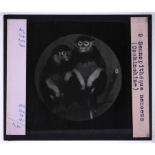 Singes et lémuriens. Semnopithéque nenoeus (Cochinchine).