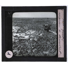 Ce qu'on voit en se penchant au bord de la mer. Un fond marin à découvert.
