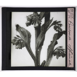La Ramification et les inflorescences. Consoude officinale.