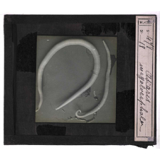 Les Animaux parasites de l'homme. Ascaris megalocephale.