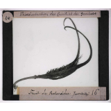 Dissémination des fruits et des graines. Fruit de Proboscidea Jussieuni.