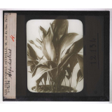 La Culture des plantes d'appartement. Aspidistras.
