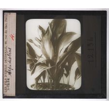 La Culture des plantes d'appartement. Aspidistras.