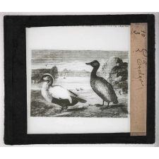 Les Industries des animaux. L'eider.