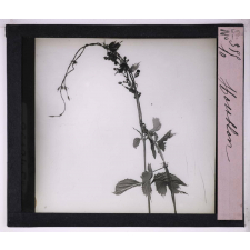 La Vie grimpante chez les plantes. Houblon.