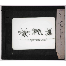Les Parasites des animaux domestiques. Gastrophilus equi.