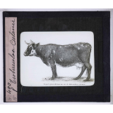 La Tuberculose bovine et les moyens de la combattre. Tuberculose cutanée.
