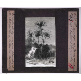 La Plante. Paysage de Java, montrant un vaquois ou pandanus.