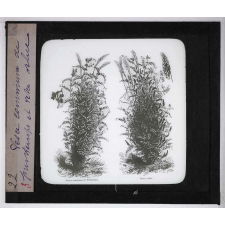 Les Plantes de grande culture. Vesce commune de printemps et vesce velue.
