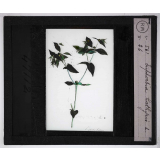 Les Plantes vénéneuses. Euphorbia lathyris.