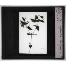 Les Plantes vénéneuses. Euphorbia lathyris.