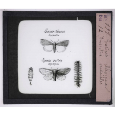 Les Oseraies pratiques. Earias chlorana, insectes nuisibles.