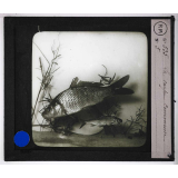 Les Poissons d'eau douce. La carpe commune.