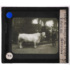 Les Races bovines. Taureau charolais.