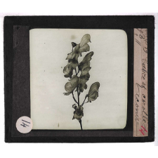 Les Fleurs. Aconit. Calice et corolles.