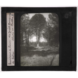 Perche. Environs de Rouen. Les forêts. Bouquet de hêtres.