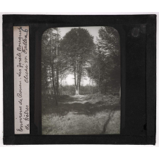 Perche. Environs de Rouen. Les forêts. Bouquet de hêtres.
