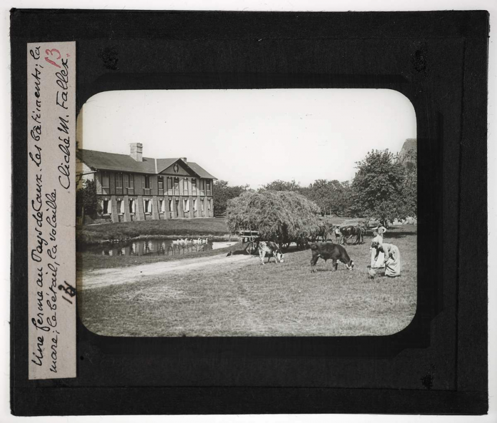 Normandie, Pays de Caux et d'Auge. Une ferme au Pays de Caux. Les bâtiments; la mare; le bétail, la volaille. 