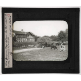 Normandie, Pays de Caux et d'Auge. Une ferme au Pays de Caux. Les bâtiments; la mare; le bétail, la volaille. 