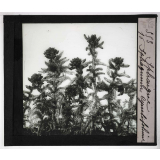 Les Plantes sans fleurs. Sphaigne, Sphagnum cymbifolium.