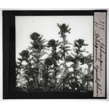 Les Plantes sans fleurs. Sphaigne, Sphagnum cymbifolium.