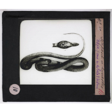 Reptiles et amphibiens. Serpent à lunettes.