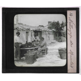 La Moule et l'huître portugaise sur les côtes de l'Aunis. Nettoyage des moules.