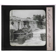 La Moule et l'huître portugaise sur les côtes de l'Aunis. Nettoyage des moules.