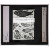 Les Fossiles de l'ère secondaire. Poissons fossiles.