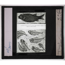 Les Fossiles de l'ère secondaire. Poissons fossiles.