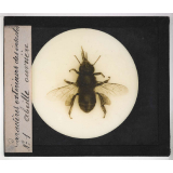 Caractères extérieurs des insectes. Abeille ouvrière.